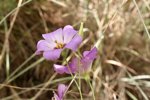 Bolero deep blue (Eustoma russellianum)
