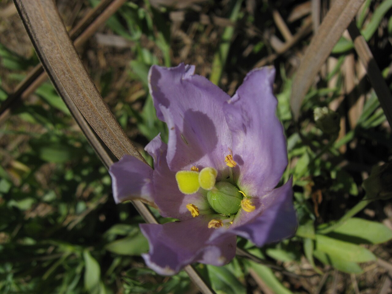 Bolero deep blue: Eustoma grandiflorum