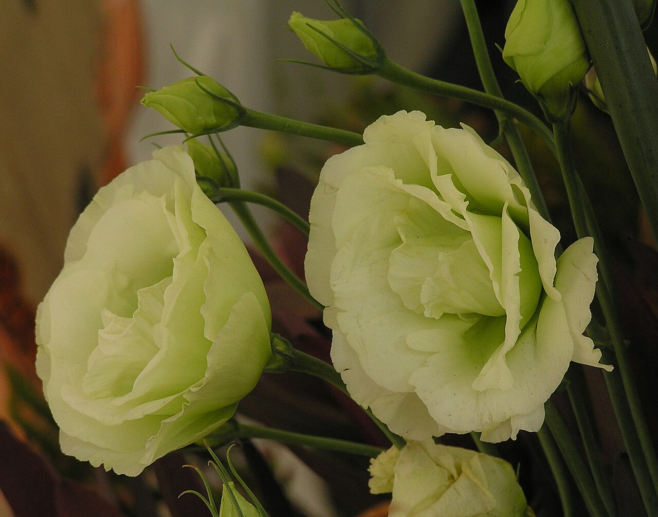 Bolero deep blue: Lisianthus