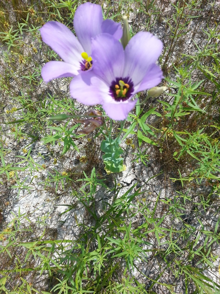 Bolero deep blue (Eustoma russellianum)