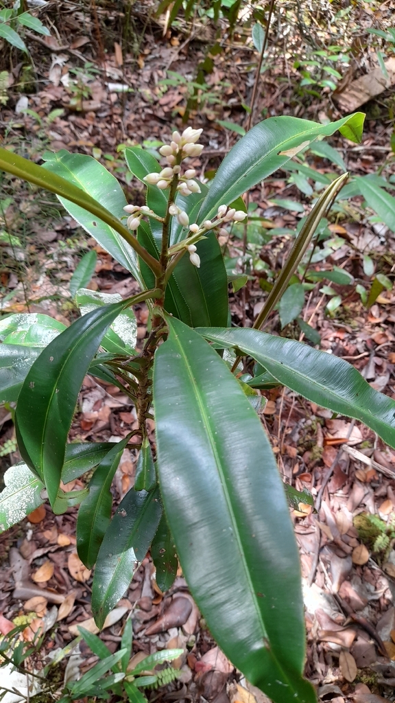 Euthemis leucocarpa (Euthemis leucocarpa)