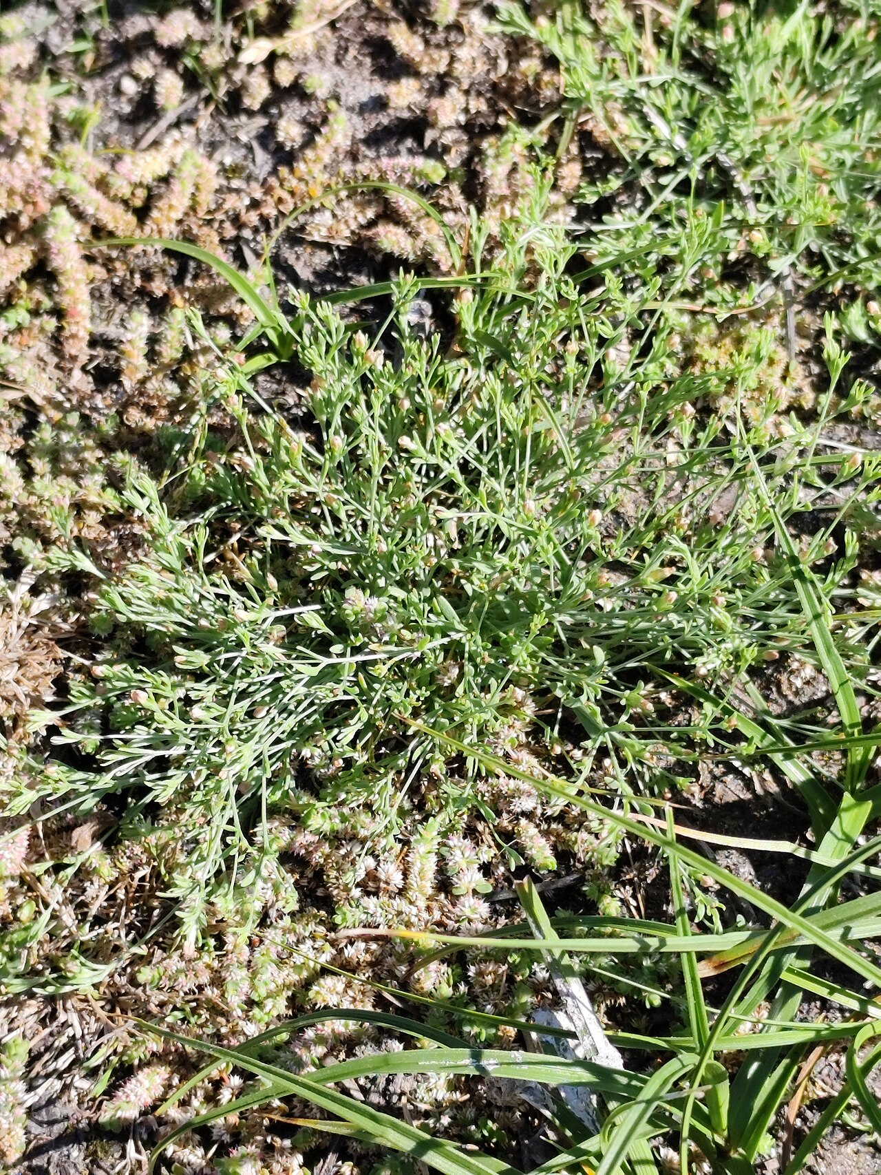 Exaculum pusillum: Guernsey Centaury ( Exaculum pusillum ) in Gallicia, Spain