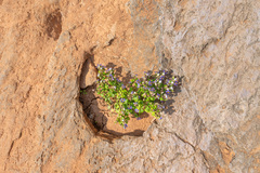 Persian violet (Exacum affine)