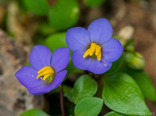 Persian violet (Exacum affine)