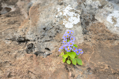 Persian violet (Exacum affine)
