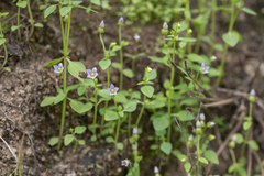 Persian violet (Exacum affine)