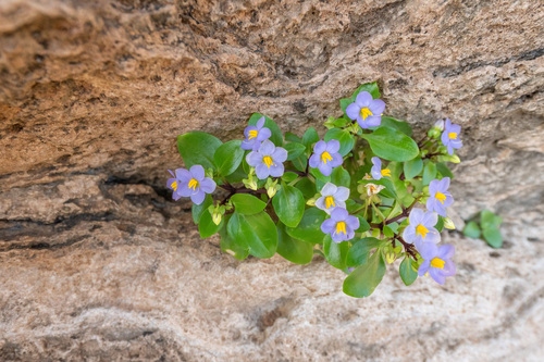 Persian violet (Exacum affine)