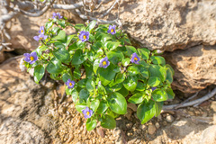 Persian violet (Exacum affine)