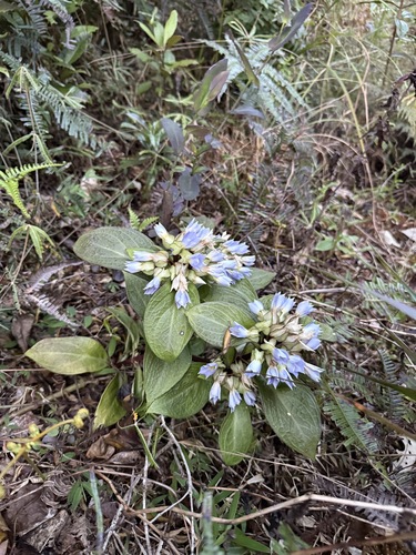 Exacum amplexicaule (Exacum amplexicaule)