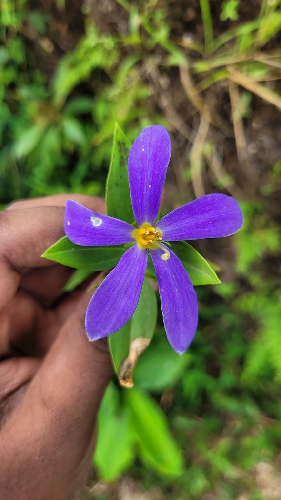 Exacum atropurpureum (Exacum atropurpureum)