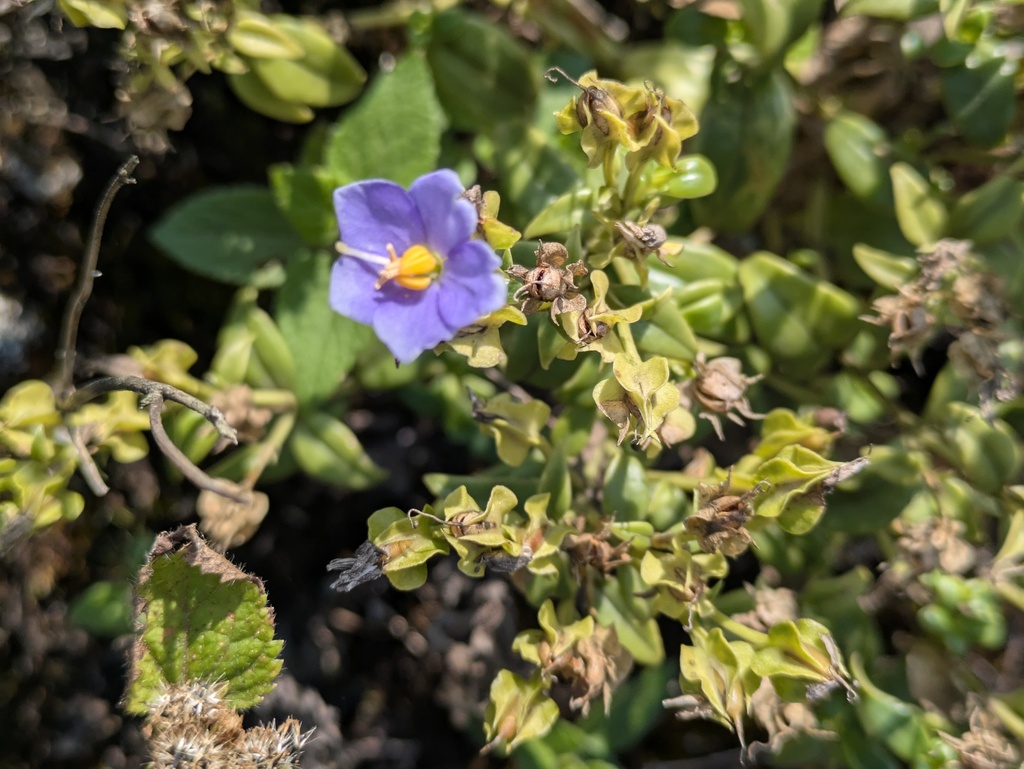 Exacum courtallense (Exacum courtallense)