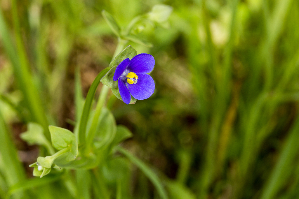 Exacum lawii (Exacum lawii)