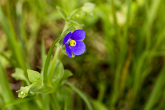 Exacum lawii (Exacum lawii)