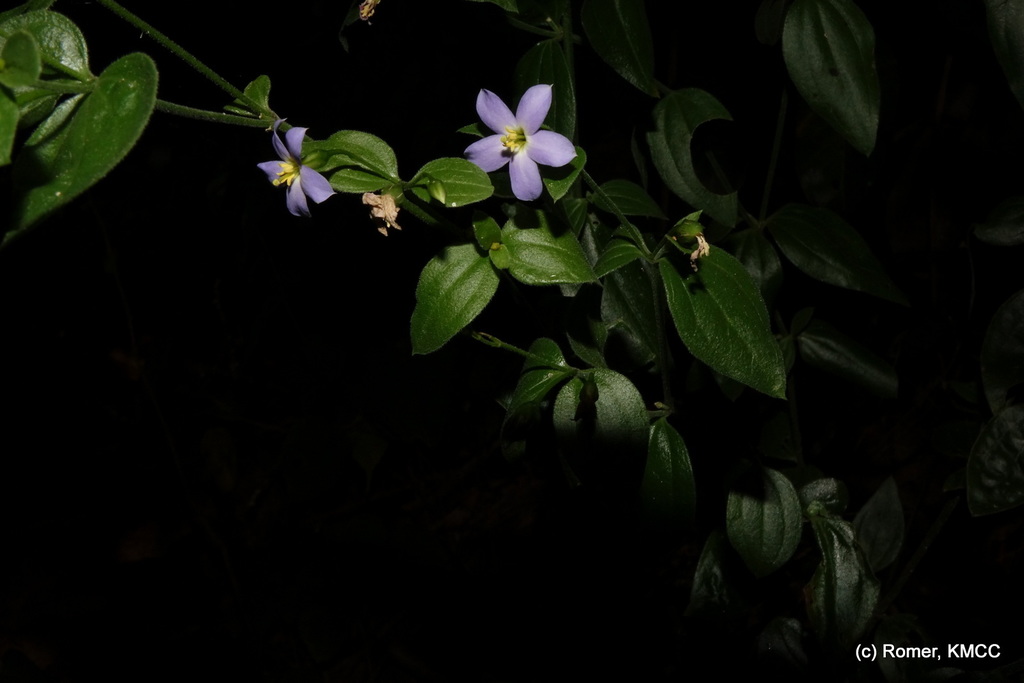 Exacum lokohense (Exacum lokohense)