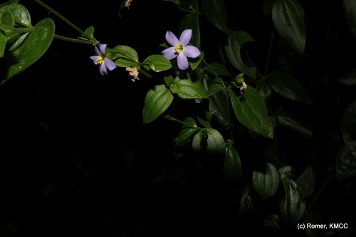 Exacum lokohense (Exacum lokohense)