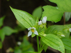 Exacum petiolare (Exacum petiolare)