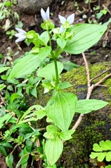 Exacum petiolare (Exacum petiolare)