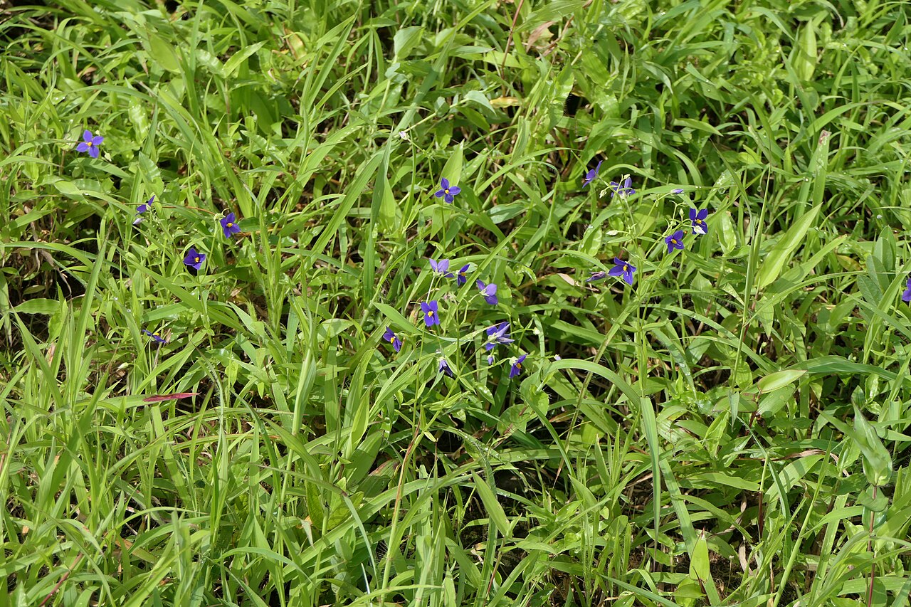 Exacum pumilum: Exacum pumilum Griseb.