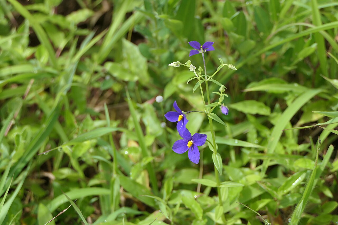 Exacum pumilum: Exacum pumilum Griseb.