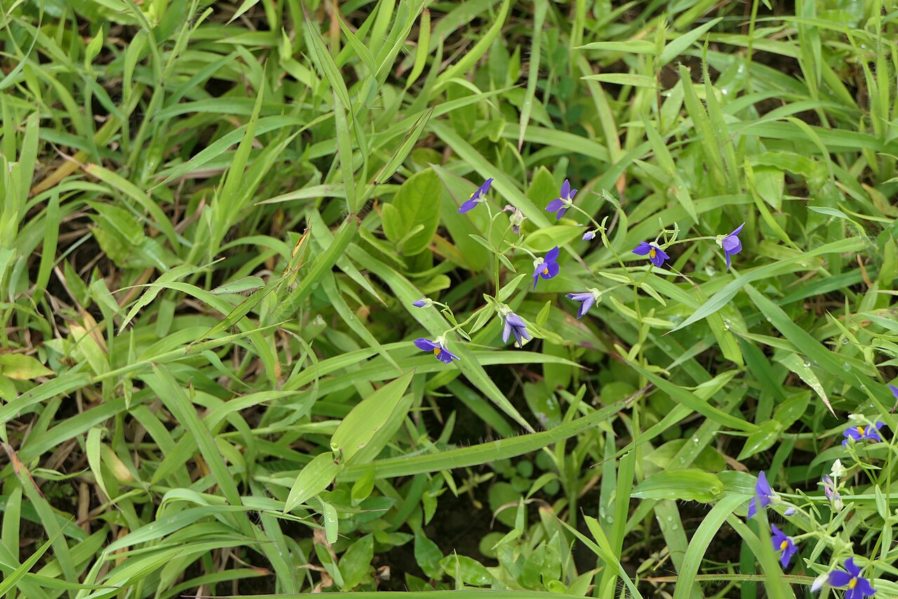 Exacum pumilum: Exacum pumilum Griseb.