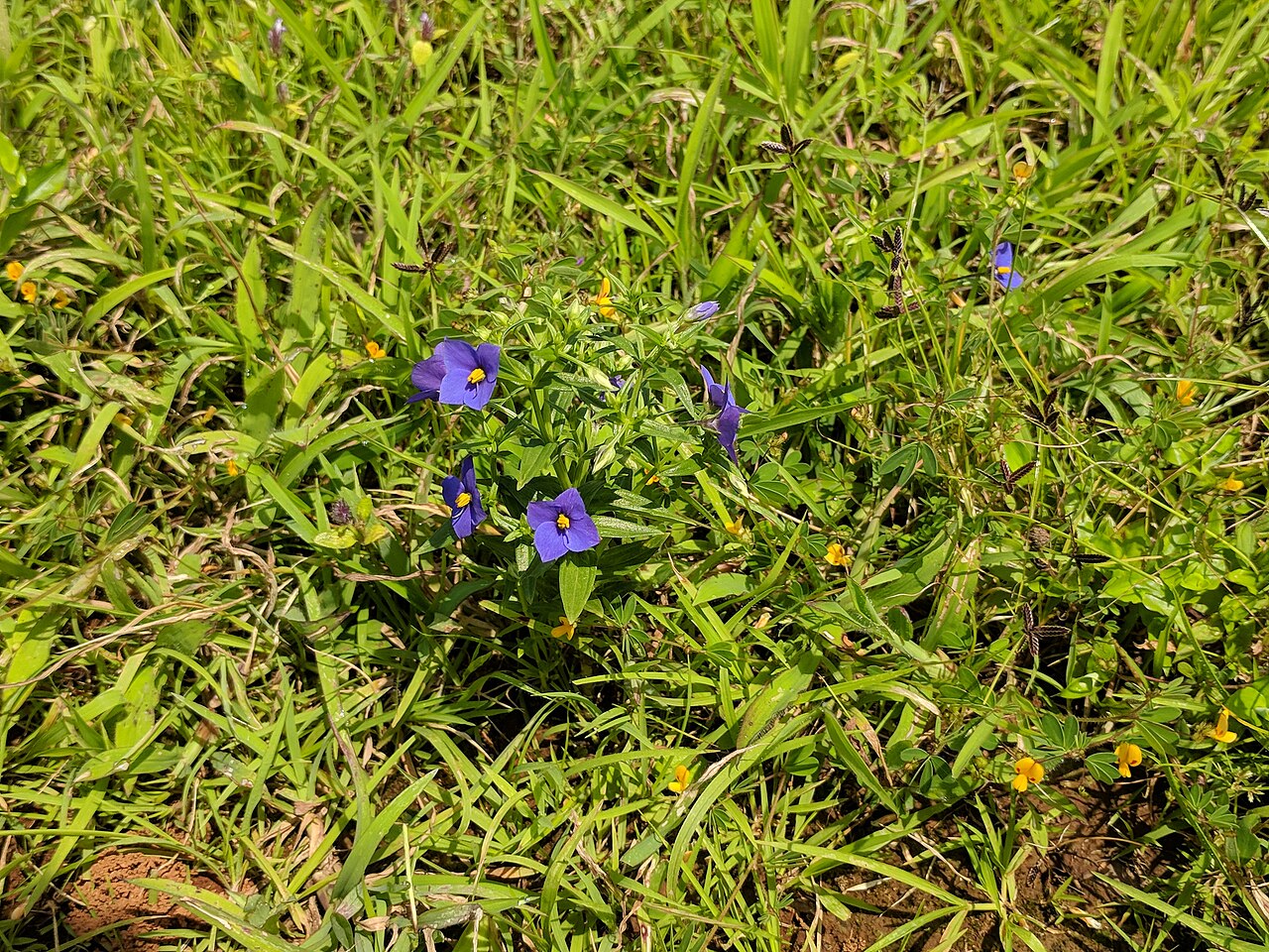 Exacum pumilum: Lonavla