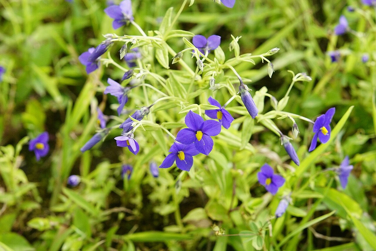 Exacum pumilum: Lonavla