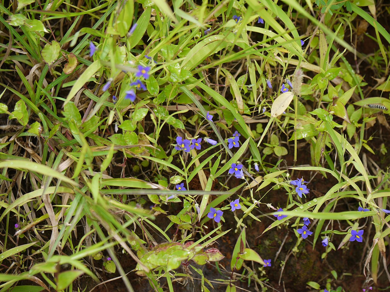 Exacum pumilum: Gentianaceae (gentian family) » Exacum pumilum Griseb. EKS-uh-kum -- Latinized form of exacon , the Gallic name for centaurium POO-mil-um -- small, dwarf common
