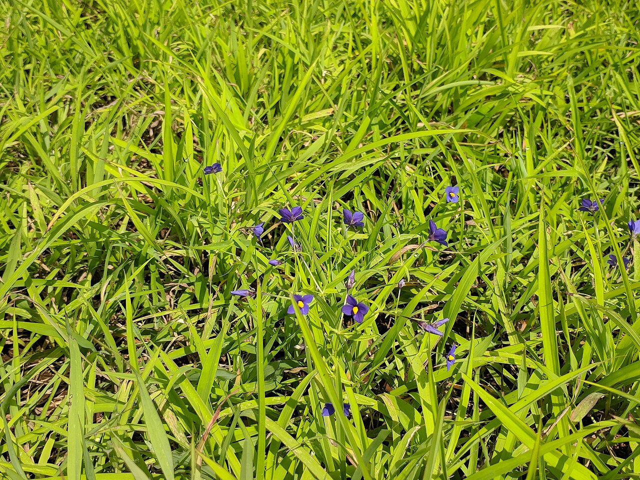 Exacum pumilum: Lonavla