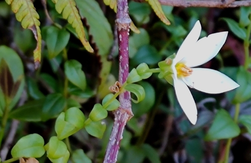 Exacum walkeri (Exacum walkeri)