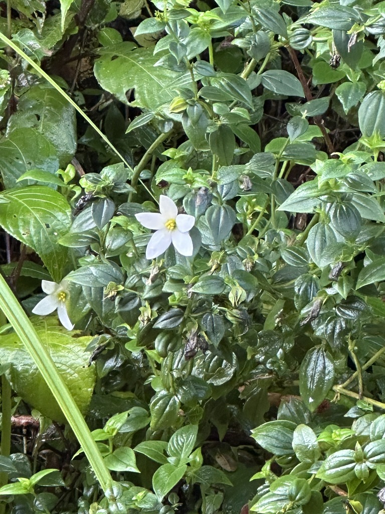 Exacum walkeri (Exacum walkeri)