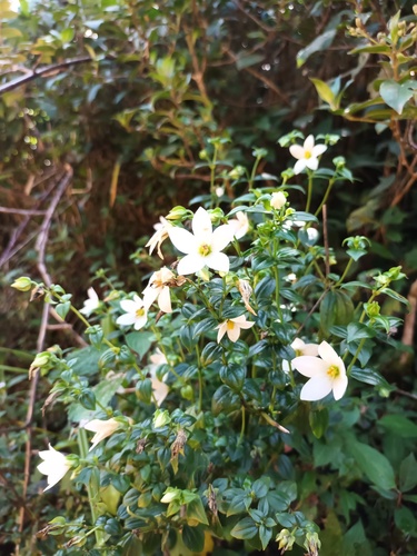Exacum walkeri (Exacum walkeri)