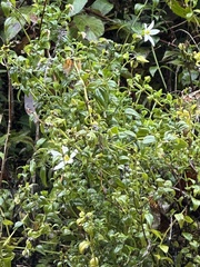 Exacum walkeri (Exacum walkeri)