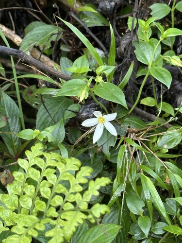 Exacum walkeri (Exacum walkeri)