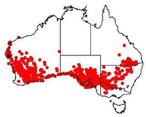 Exocarpos aphyllus: Exocarpos aphyllus Occurrence data from Australasian Virtual Herbarium downloaded 2019-08-24 using doi: https://doi.org/10.26197/5d60870c54b8f