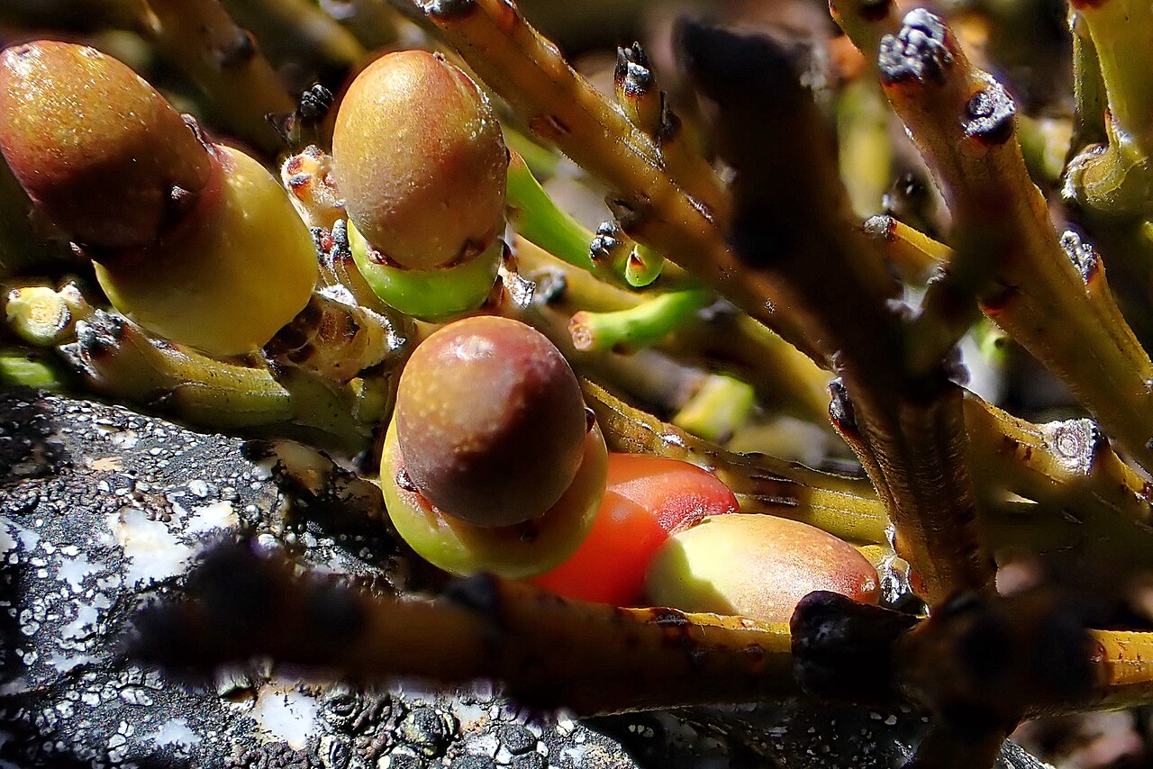 Exocarpos bidwillii: Exocarpos bidwillii, Cobb Ridge, Tasman District, New Zealand, 2024-01-10 (iNaturalist).