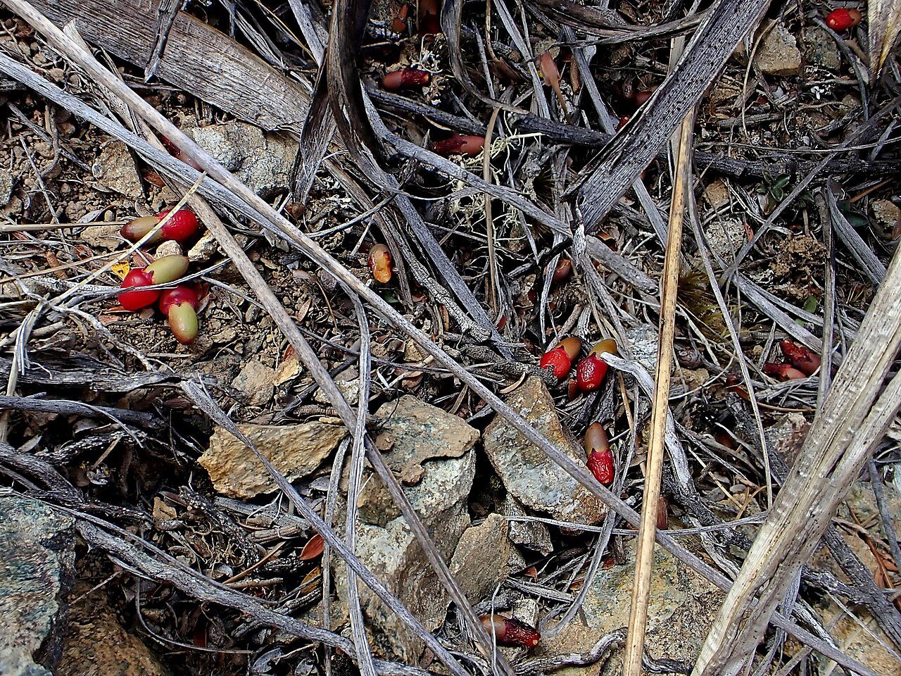 Exocarpos bidwillii: Exocarpos bidwillii, Dun Mountain Trail, Nelson, New Zealand, 2024-02-15 (iNaturalist).