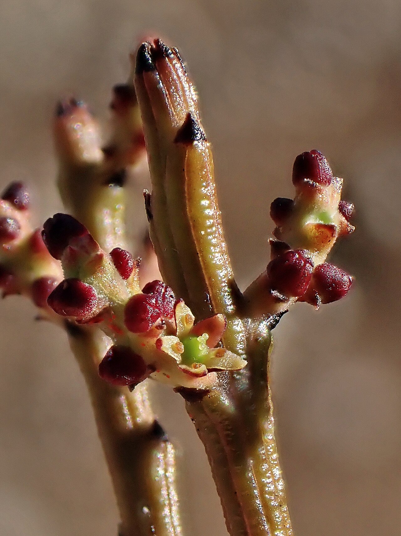 Exocarpos bidwillii: Exocarpos bidwillii, Wairau Valley, Marlborough, New Zealand, 2024-08-14 (iNaturalist).
