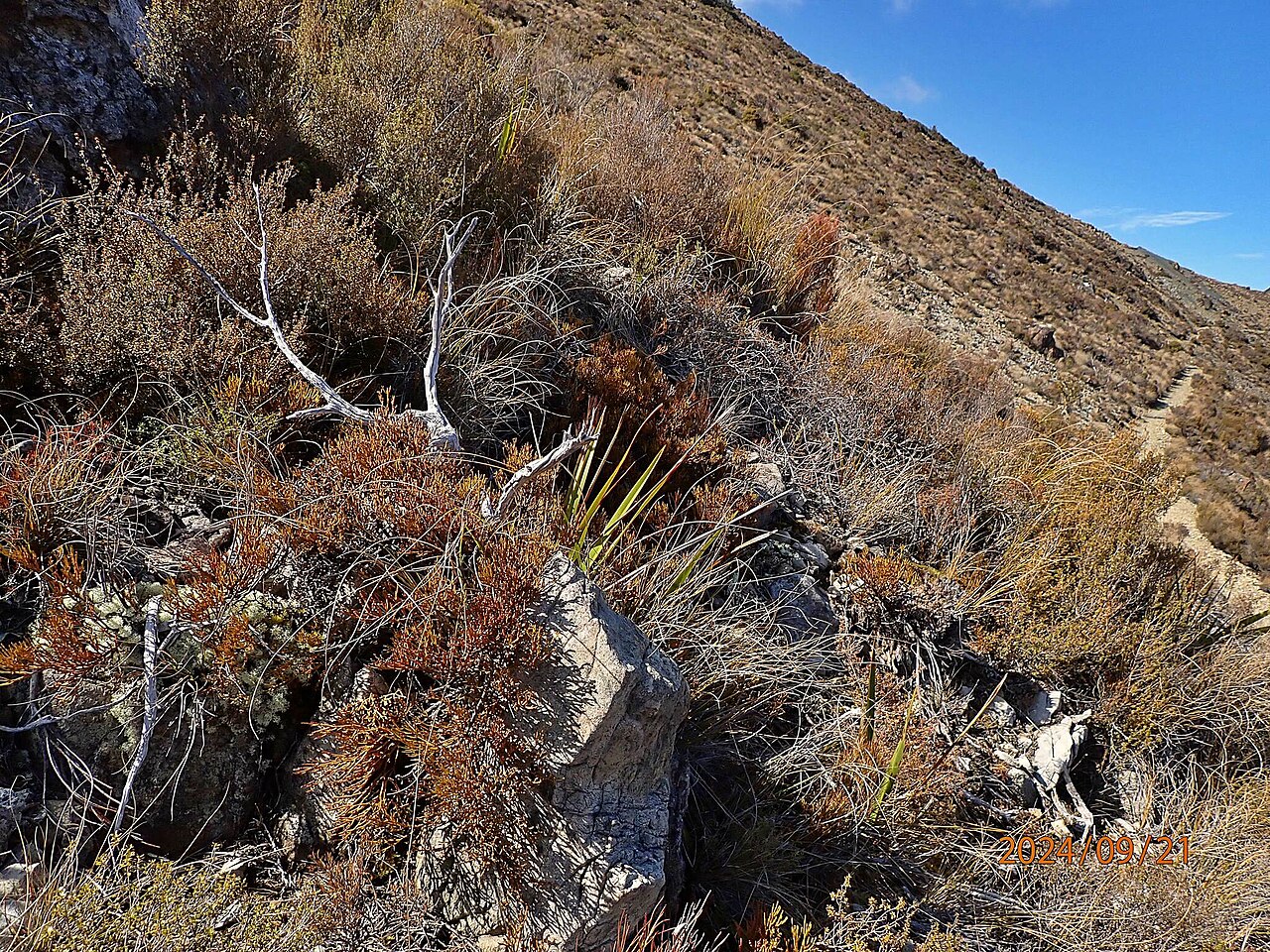 Exocarpos bidwillii: Exocarpos bidwillii, Dun Mountain Trail, Nelson, New Zealand, 2024-09-21 (iNaturalist).