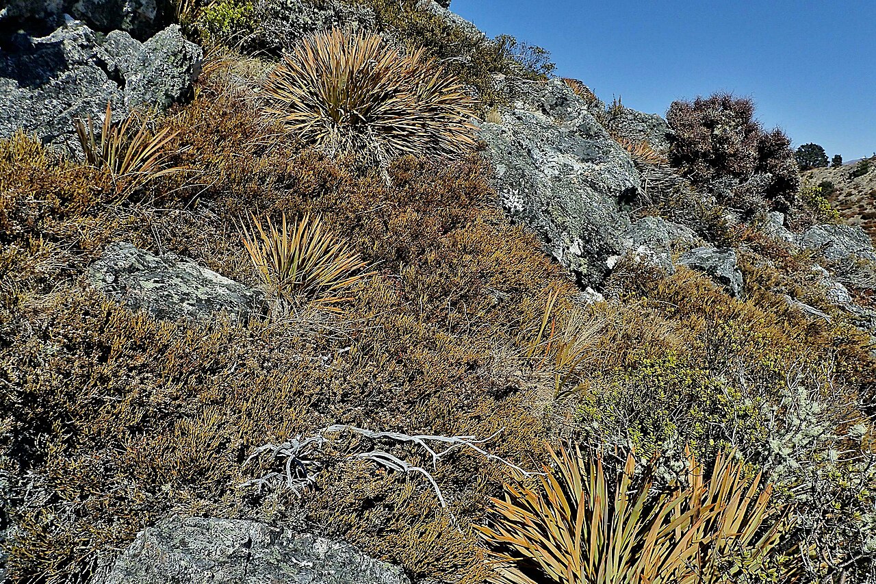 Exocarpos bidwillii: Takana in typical, sub-alpine habitat, Mt Isobel, Hanmer Springs.