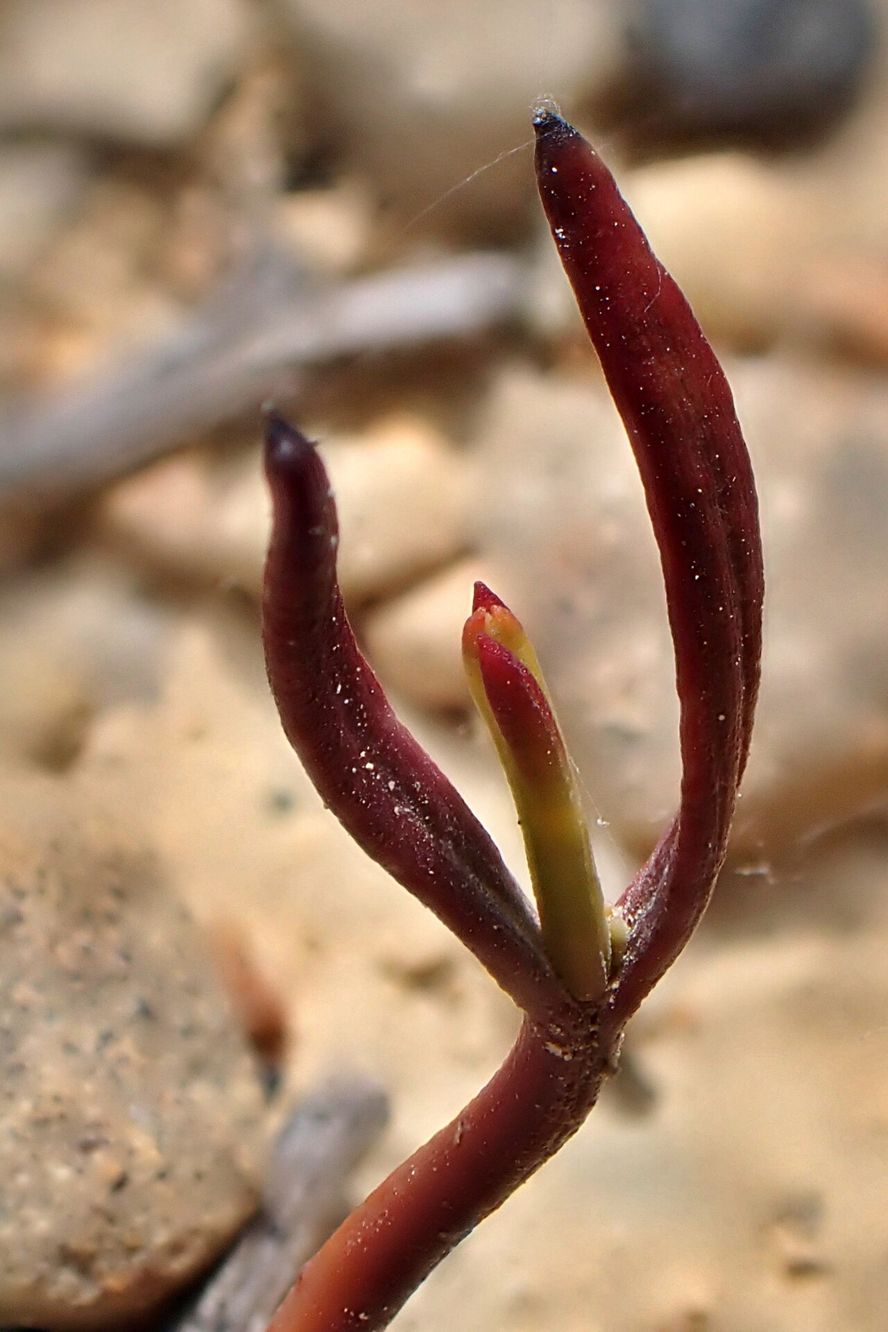 Exocarpos bidwillii: Exocarpos bidwillii, Wairau Valley, Marlborough District, New Zealand, 2024-12-13 (iNaturalist).