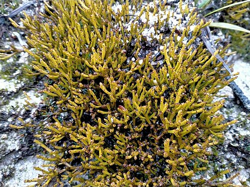 Exocarpos bidwillii: Exocarpos bidwillii in Mokihinui, New Zealand