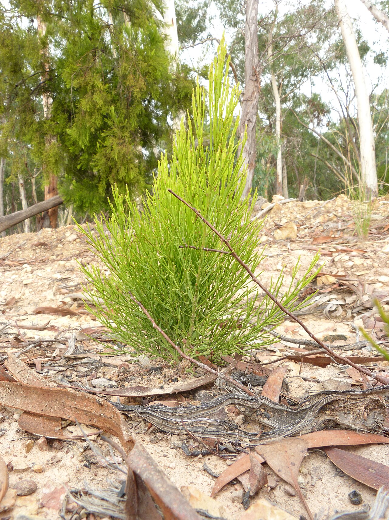 Exocarpos cupressiformis: Exocarpos cupressiformis Labill., young plants growing in recently disturbed soil, Black Mountain, Canberra, ACT, 15 February 2011