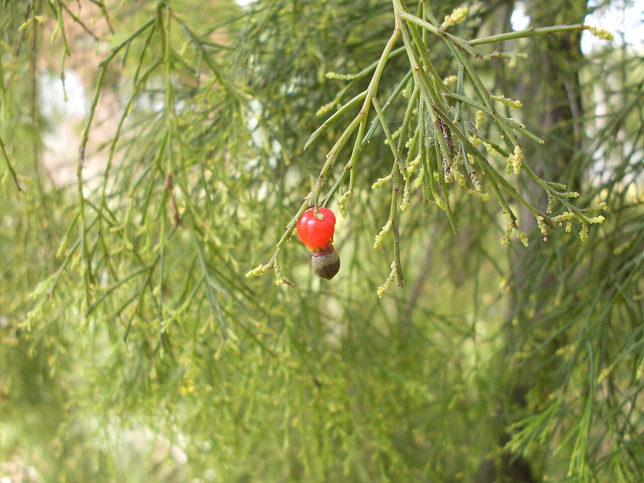 Exocarpos cupressiformis: Cherry ballart or native cherry (Exocarpos cupressiformis). Jannali, NSW Australia, December 2008.