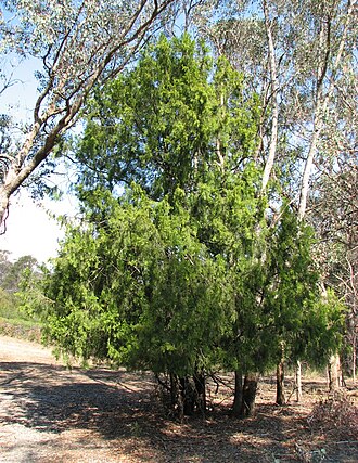 Exocarpos cupressiformis: Exocarpos cupressiformis , Christmas Hills, Victoria, Australia.