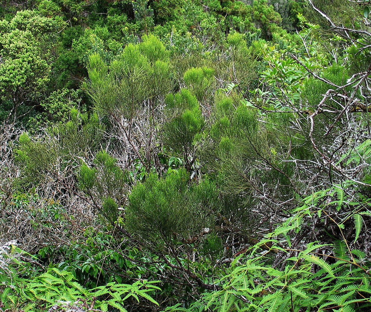 Gaudichaud's exocarpus: Heau or Gaudichaud's exocarpos Santalaceae Endemic to the Hawaiian Islands Endangered Palikea, Oʻahu