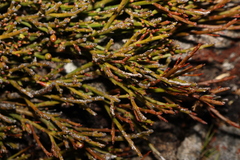 Exocarpos humifusus (Exocarpos humifusus)