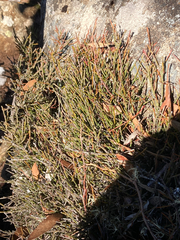 Exocarpos humifusus (Exocarpos humifusus)