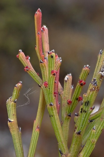 Exocarpos humifusus (Exocarpos humifusus)