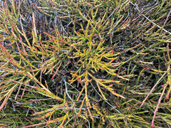 Exocarpos humifusus (Exocarpos humifusus)