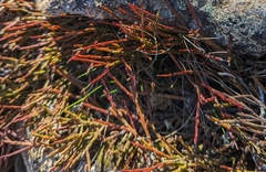 Exocarpos humifusus (Exocarpos humifusus)